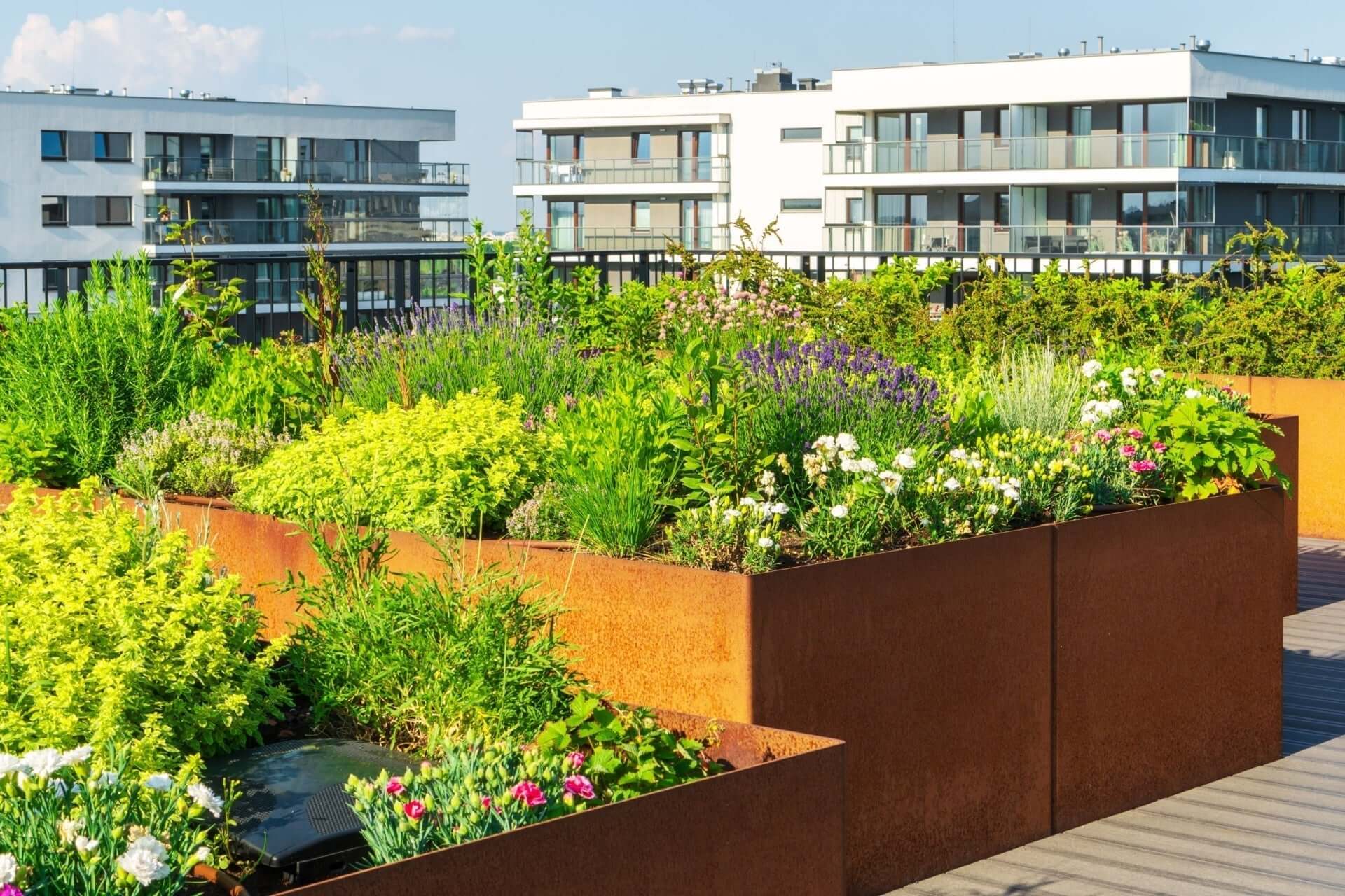 Rust-colored steel raised bed planters with vibrant native plants and flowers