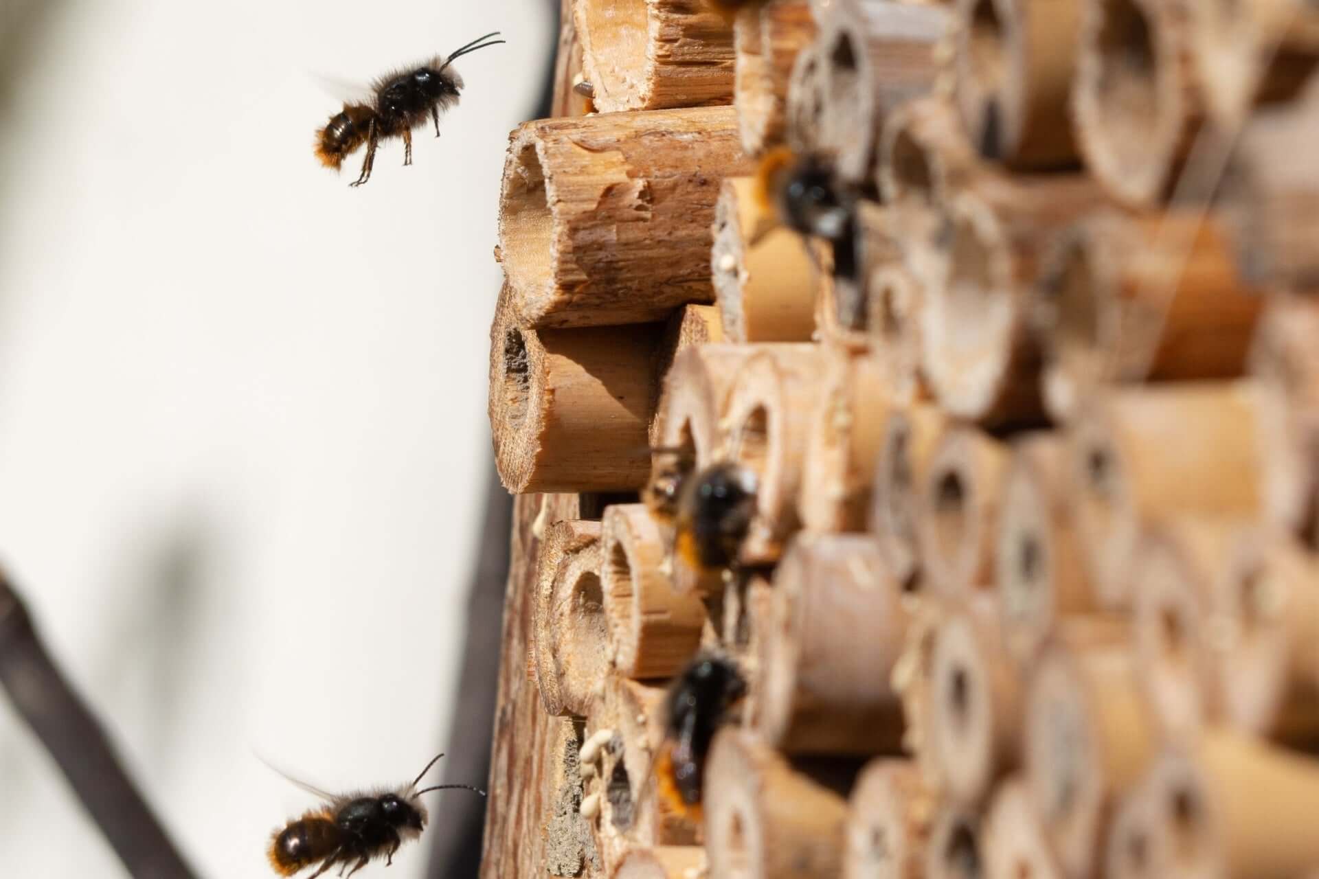 Wooden bee hotel with stacked hollow bamboo tubes in Sheltering Nature
