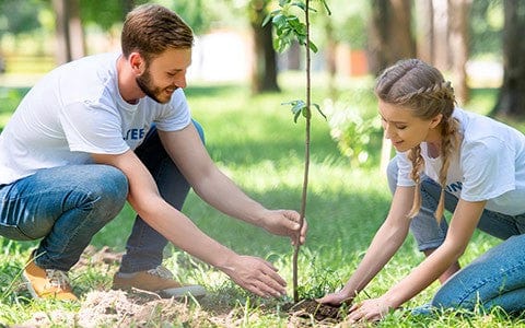 Young couple in white t-shirts and jeans plants sapling outdoors for beginners