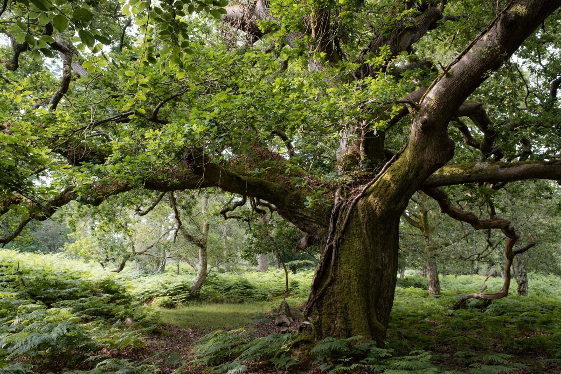 Moss-covered gnarled oak tree trunk with sprawling branches and lush foliage