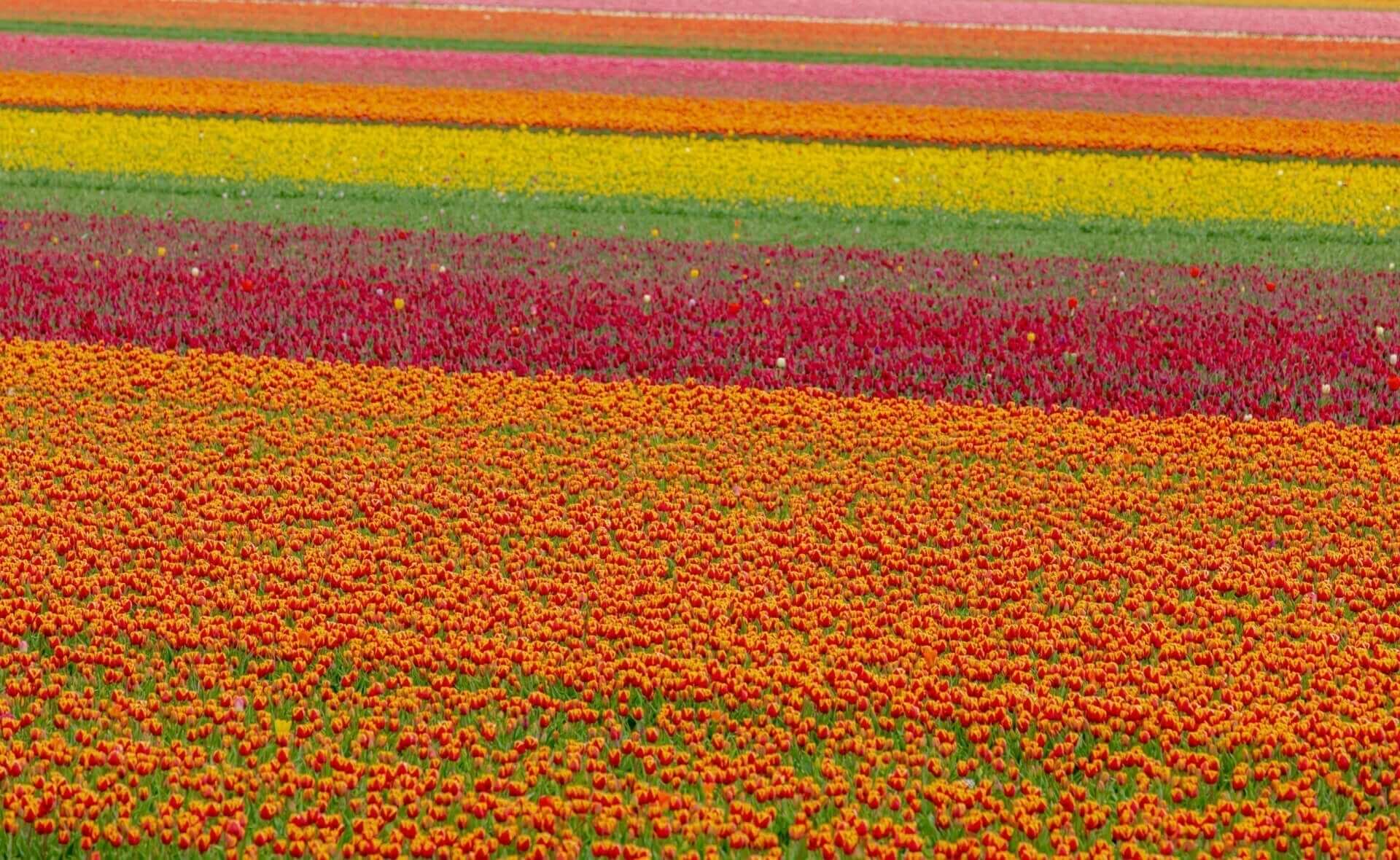 Vibrant rainbow tulip field in orange, red, yellow, green, pink, purple for Planting a Rainbow Garden