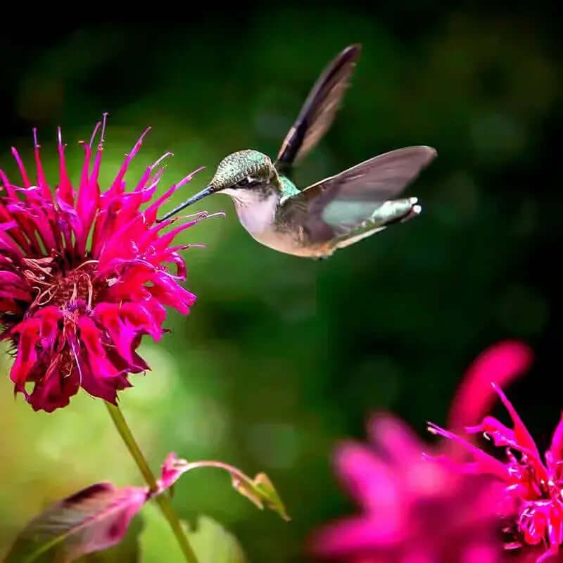 Vibrant green and white hummingbird hovers near pink native flower