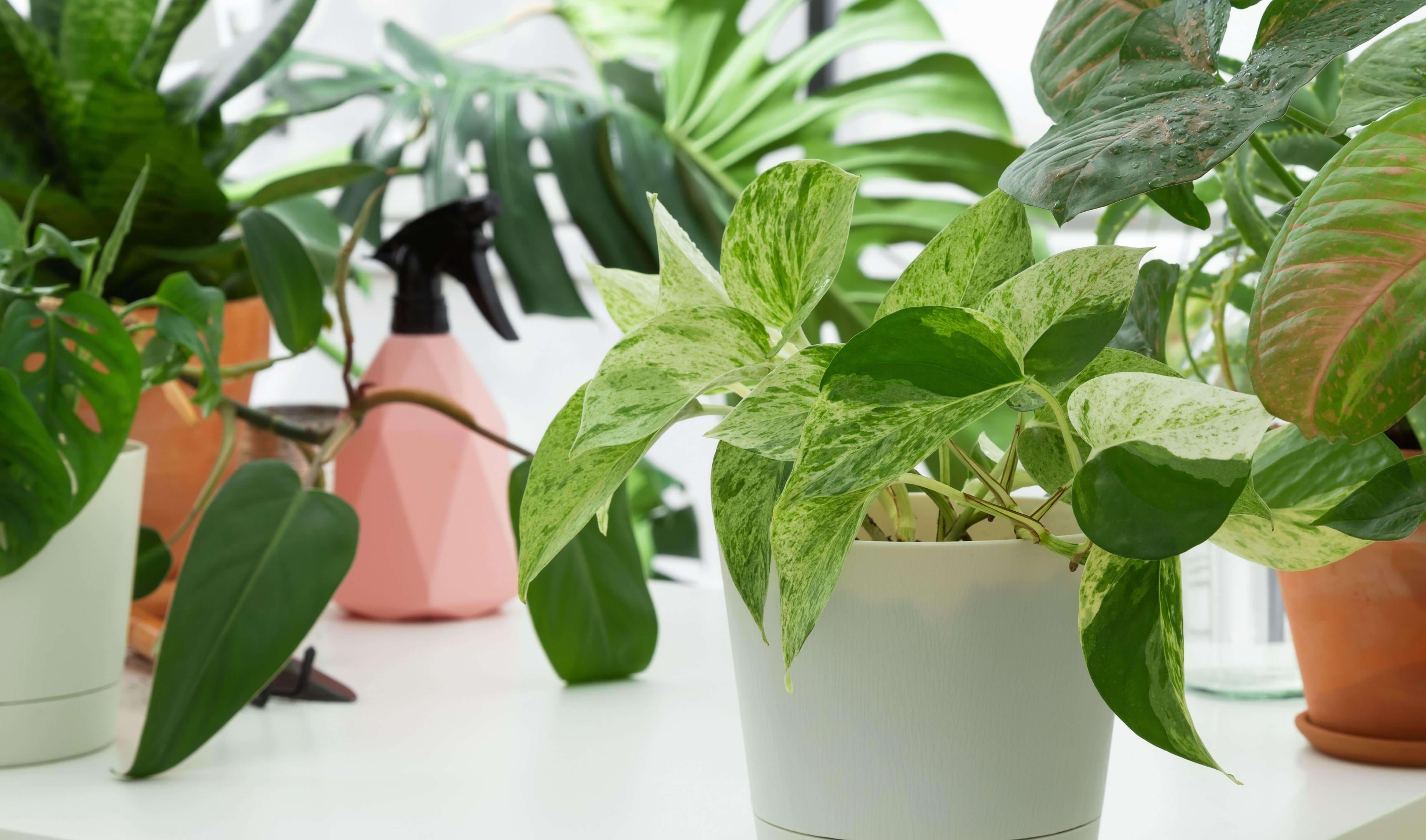 Variegated pothos in white ceramic pot for successful houseplant growth