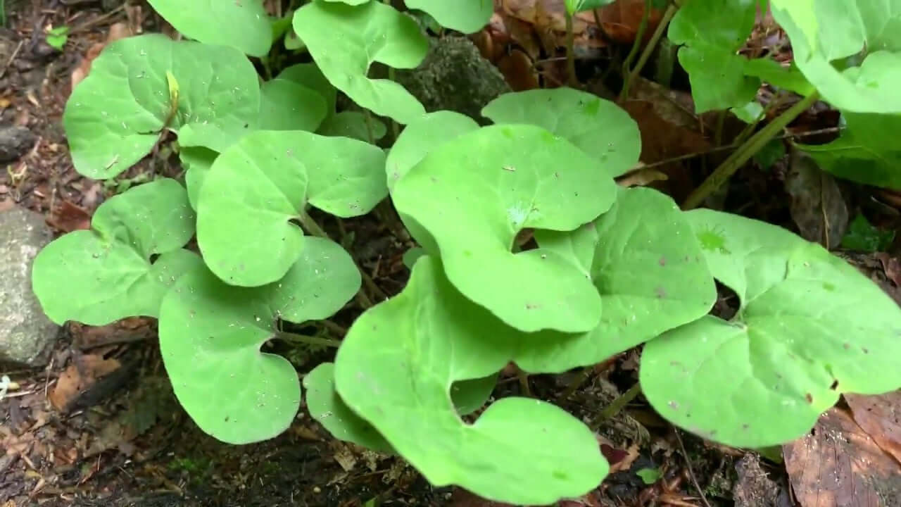 Vibrant green heart-shaped wild ginger leaves in shady woodland soil