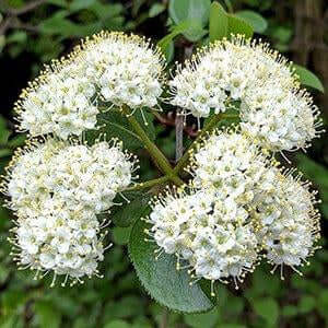 Blackhaw viburnum clusters of delicate white flowers with feathery stamens