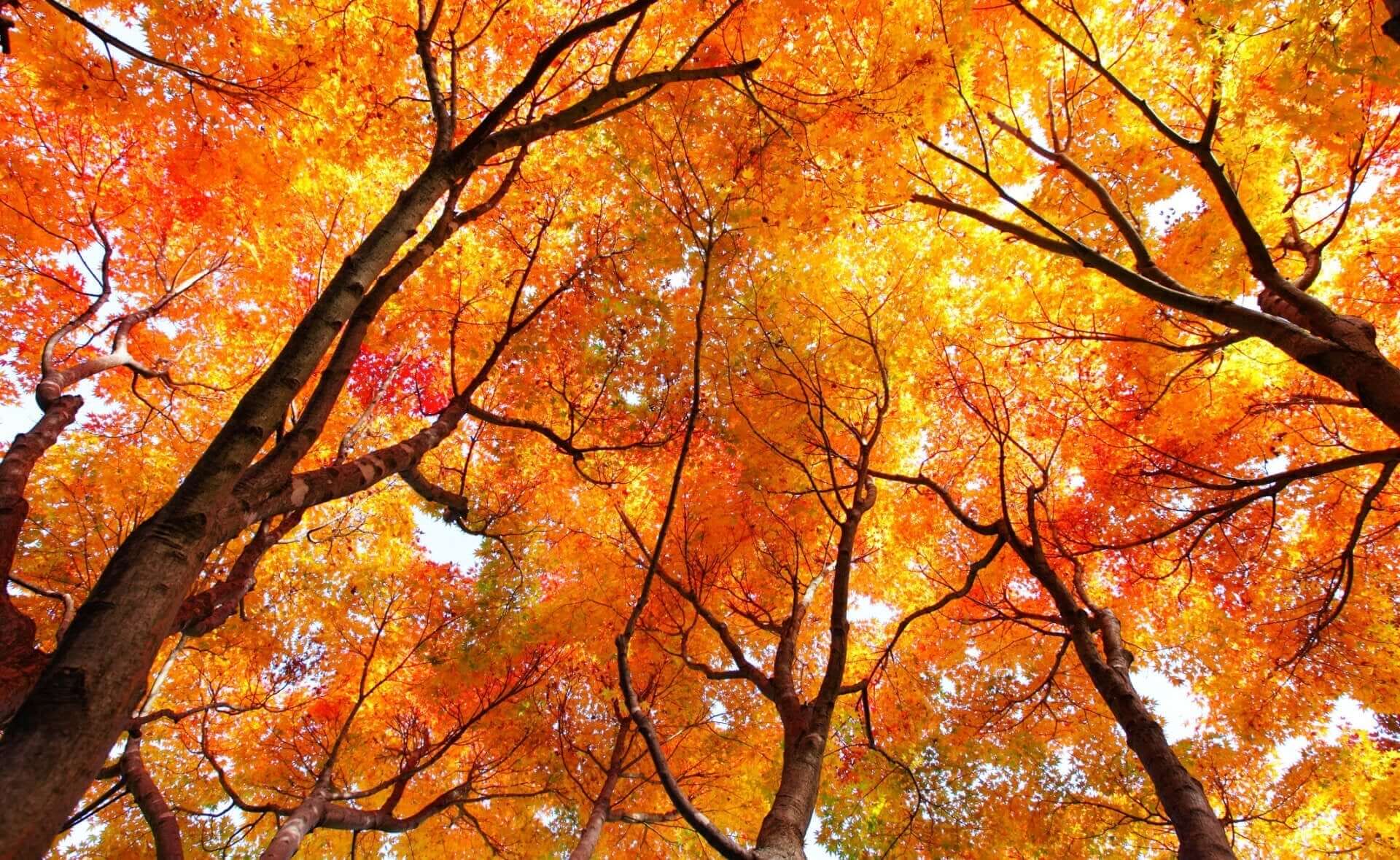 Vibrant orange and yellow maple autumn leaves canopy above dark trunks