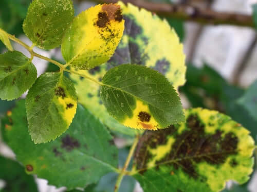 Yellow and green rose leaves with dark brown spots