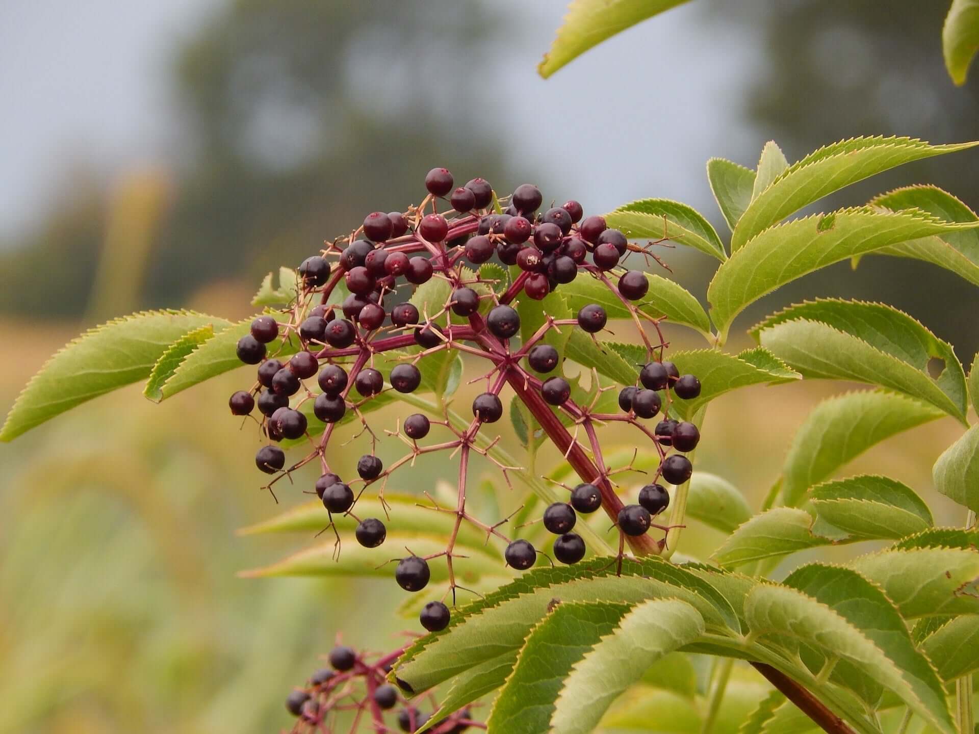 Cluster of dark purple elderberries on reddish stem with green leaves