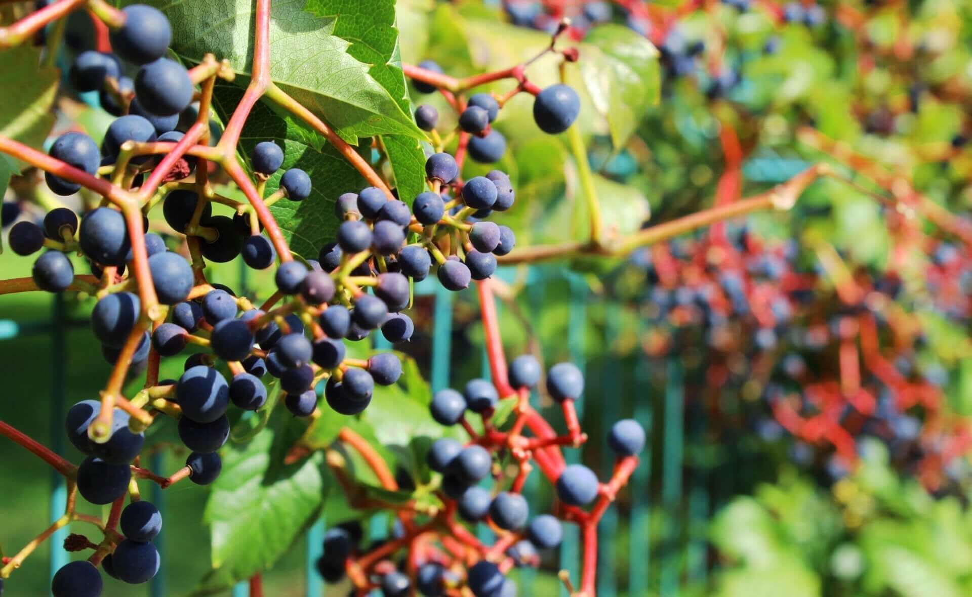 Bunches of deep purple grapes on wild vines with green leaves on fence