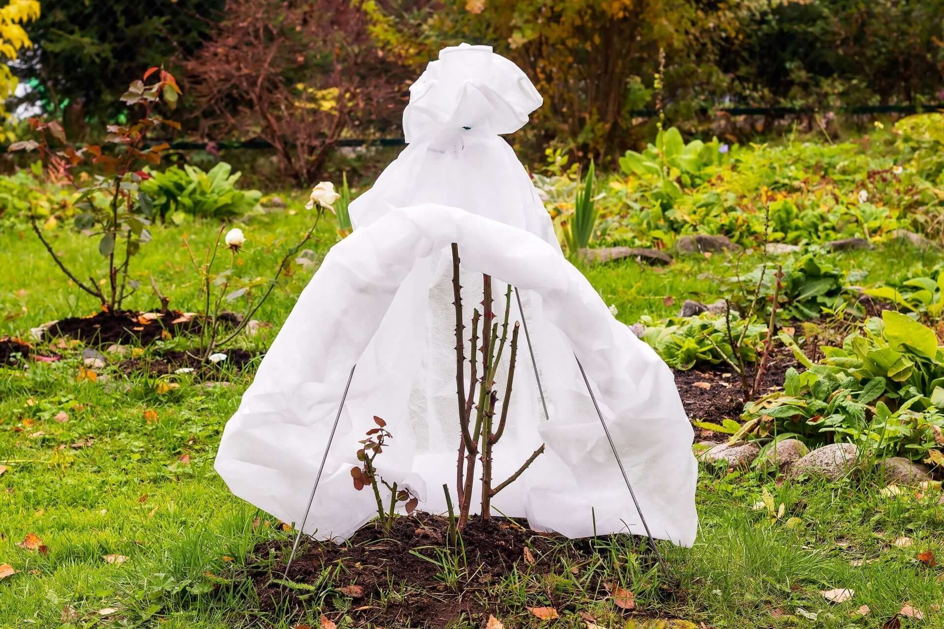White protective garden cover draped over rose bush for frost protection