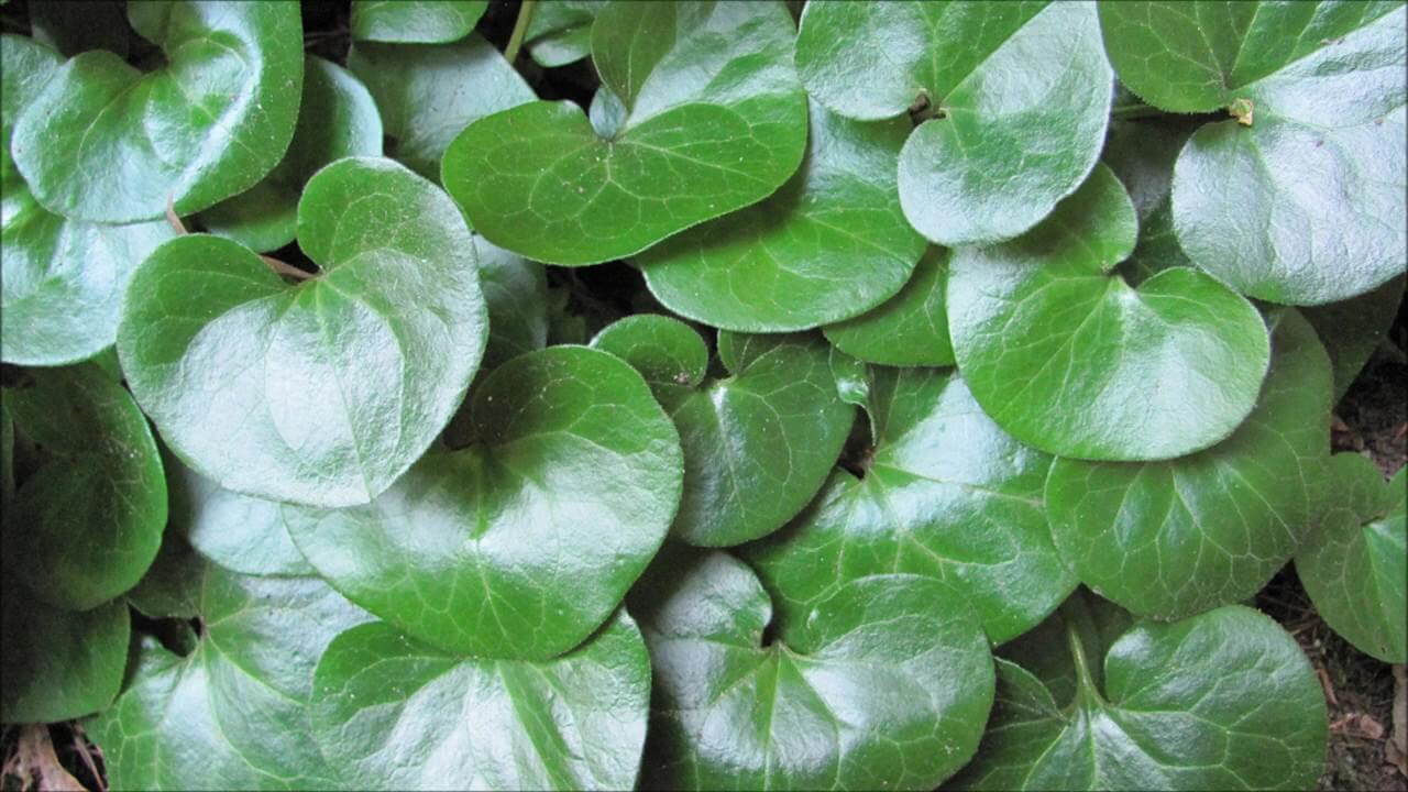 Vibrant green heart-shaped leaves of European ginger plant