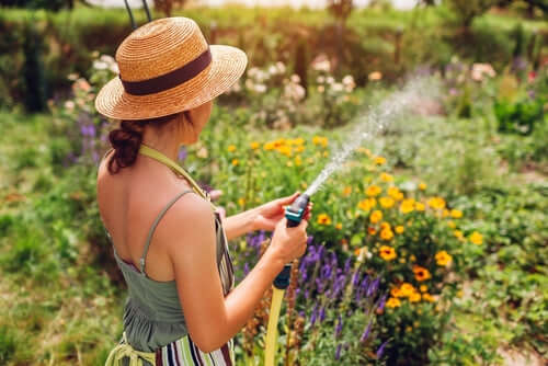 Woman in straw hat watering yellow and purple flowers in garden