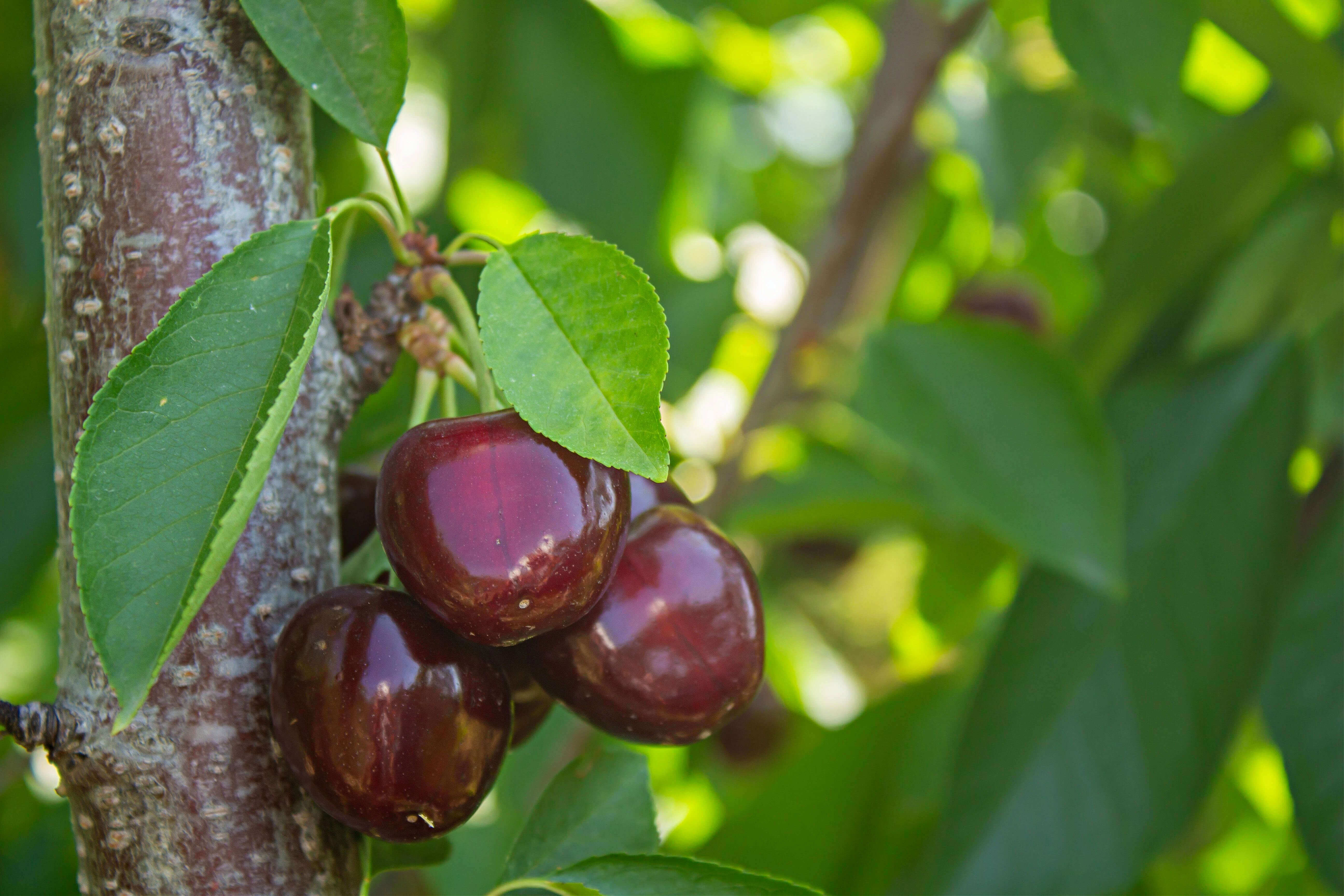 Glossy dark red cherries on tree branch for profit-making fruit trees