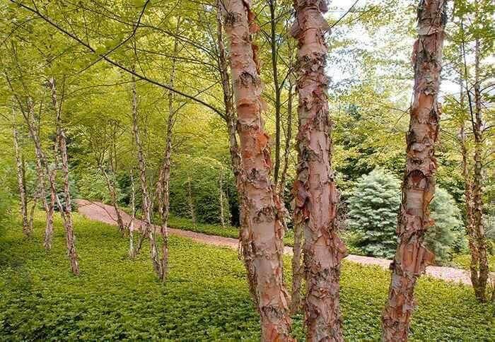 Birch trees with peeling pinkish-white bark for live tree stakes in lush forest
