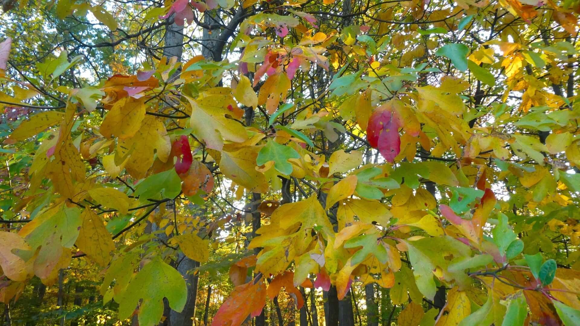 Sassafras tree with vibrant autumn leaves in yellow, orange, red, green