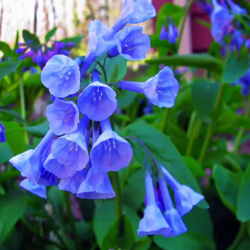 Vibrant Virginia bluebells with blue bell-shaped flowers and white stamens in lush greenery