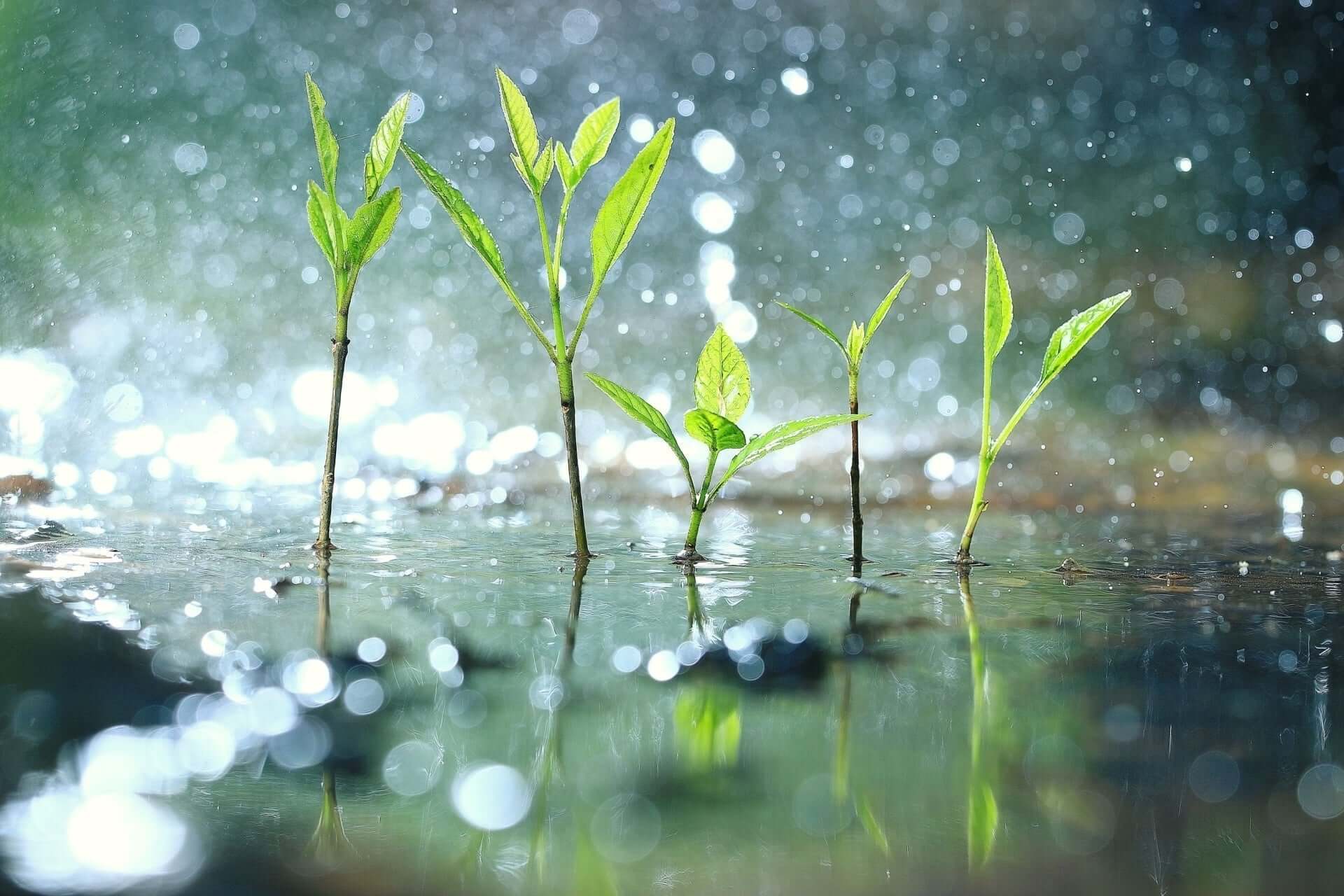 Fresh green seedlings emerging from shallow reflective water, a sustainable solution