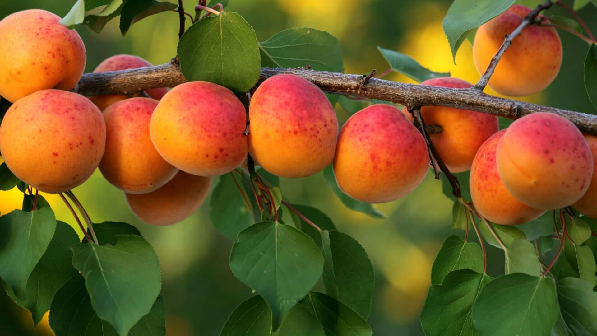 Ripe orange-red apricots clustered on fruit tree branch