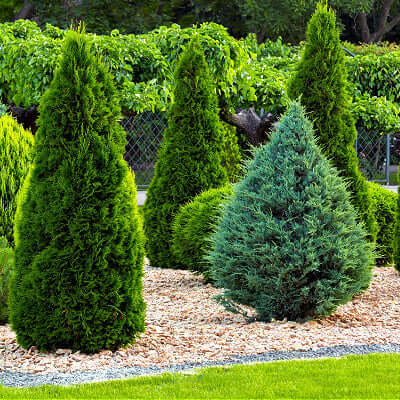 Lush vibrant green conical evergreen shrub with dense foliage