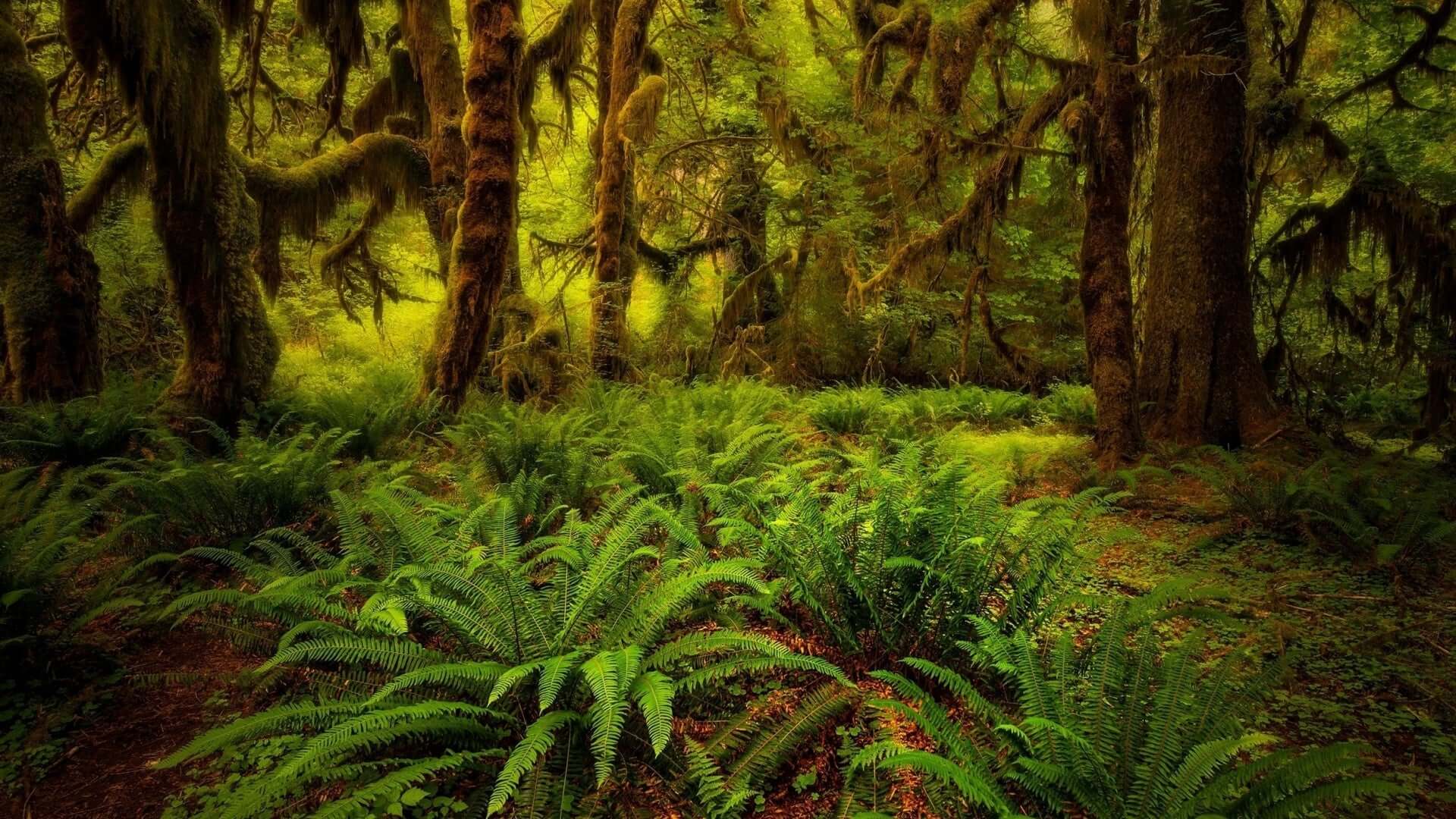 Lush bracken ferns carpet forest floor under mossy trees