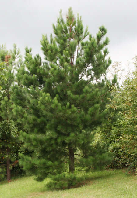Tall Loblolly pine tree with dense green needles and sturdy brown trunk in grassy yard