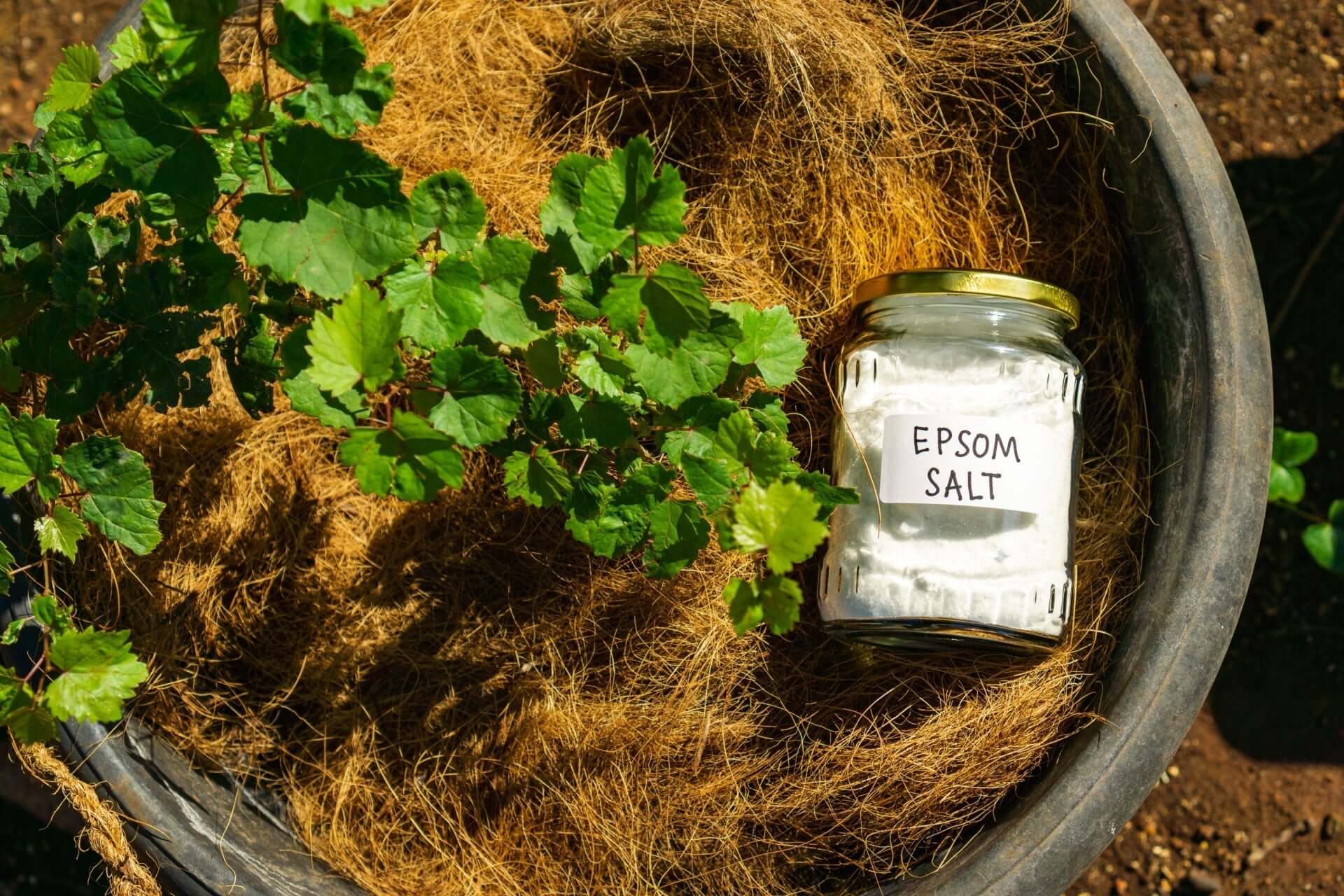 Clear glass jar of Epsom salt for native plants growth