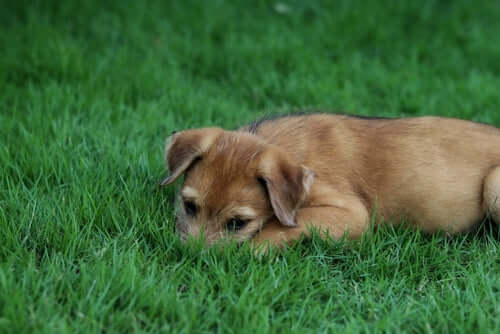 Fluffy tan puppy with floppy ears rests on dog-friendly green lawn