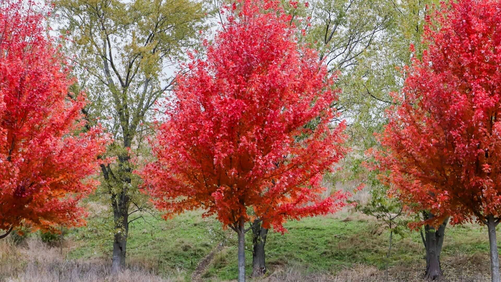 Vibrant Colorful Autumn Blaze Maple trees with fiery red foliage