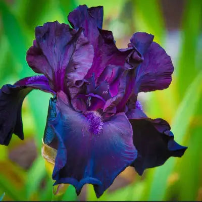 Deep purple iris with ruffled petals and blue base gradient in Plants By Bloom Color