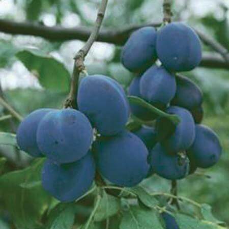 Ripe deep blue plums hanging from fruiting plum tree branch