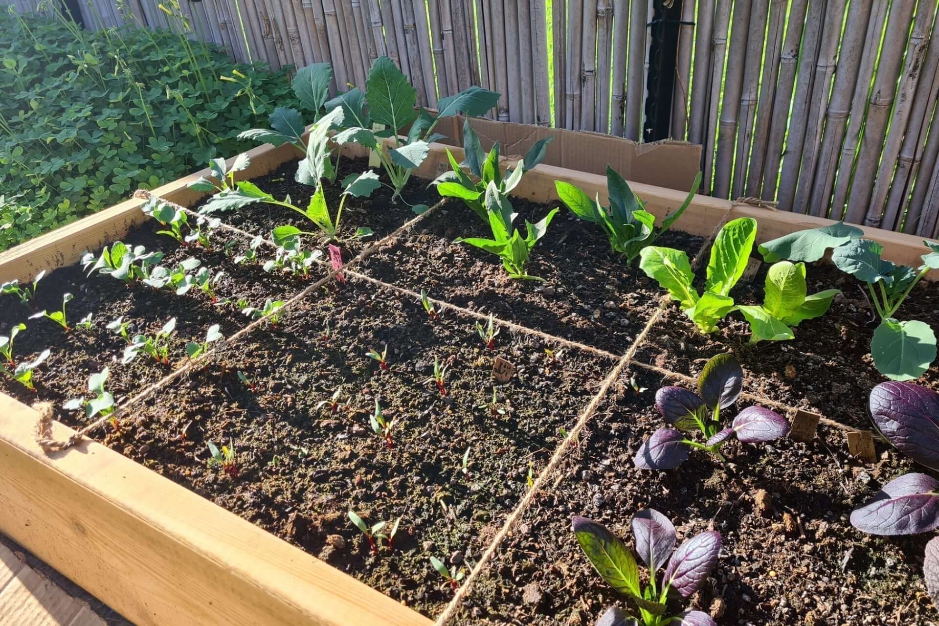 Wooden raised garden bed with healthy dark soil and young leafy plants