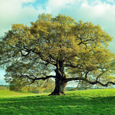 Majestic mighty oak tree with gnarled trunk in grassy field