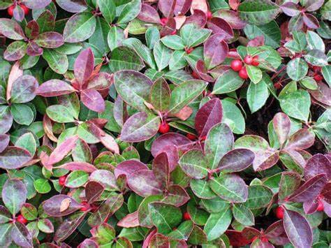 Wintergreen plant with glossy variegated leaves and red berries