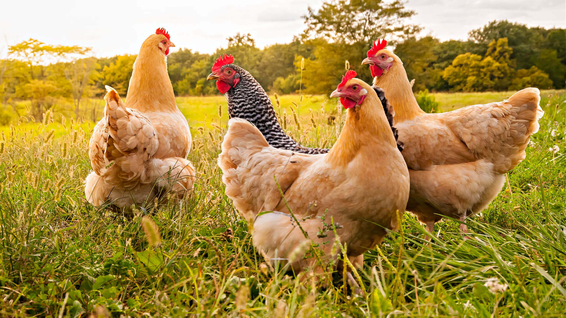 Group of brown and black-and-white chickens in grassy field for gardeners
