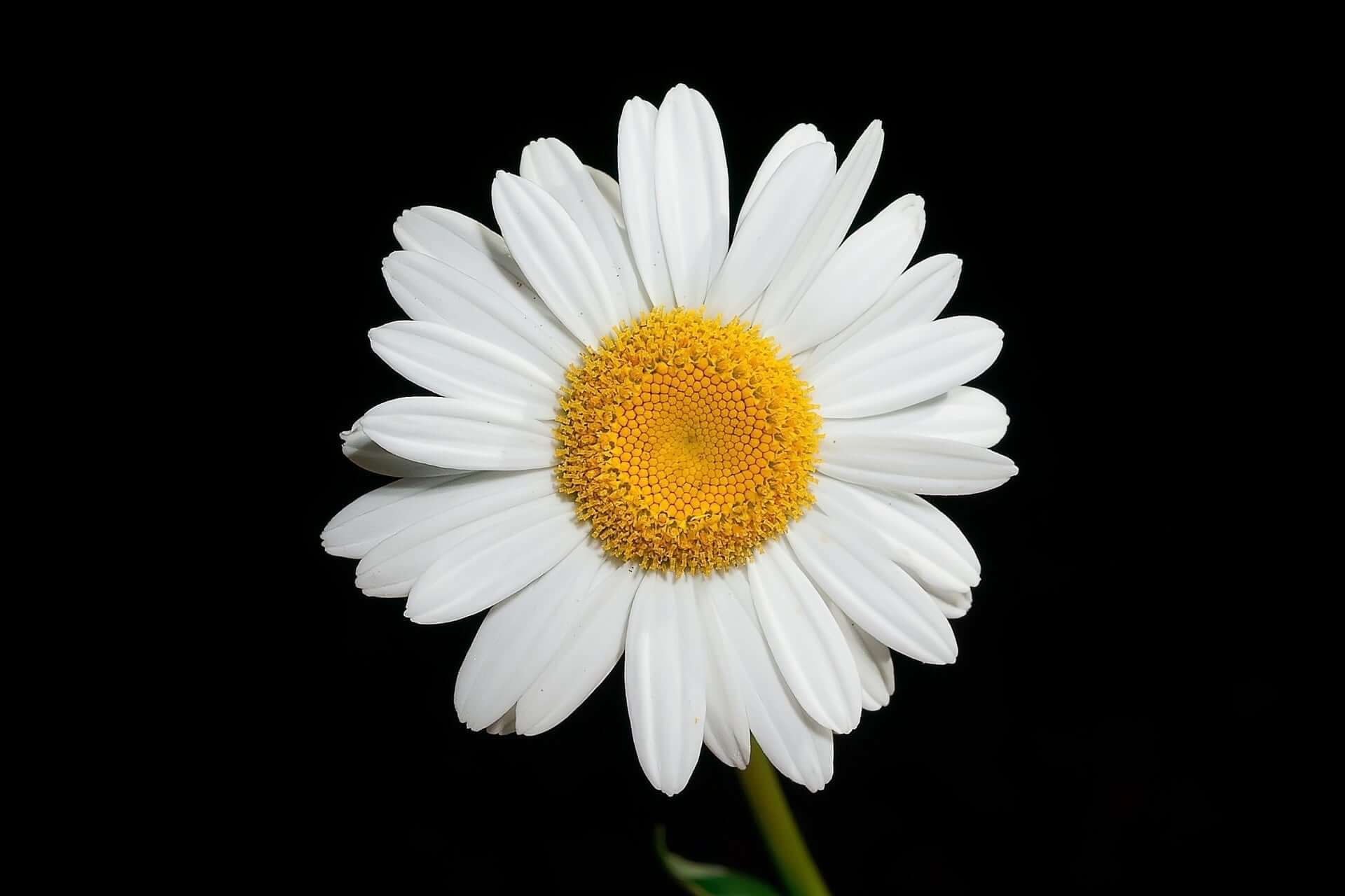 Oxeye daisy flower with pristine white petals and vibrant yellow center