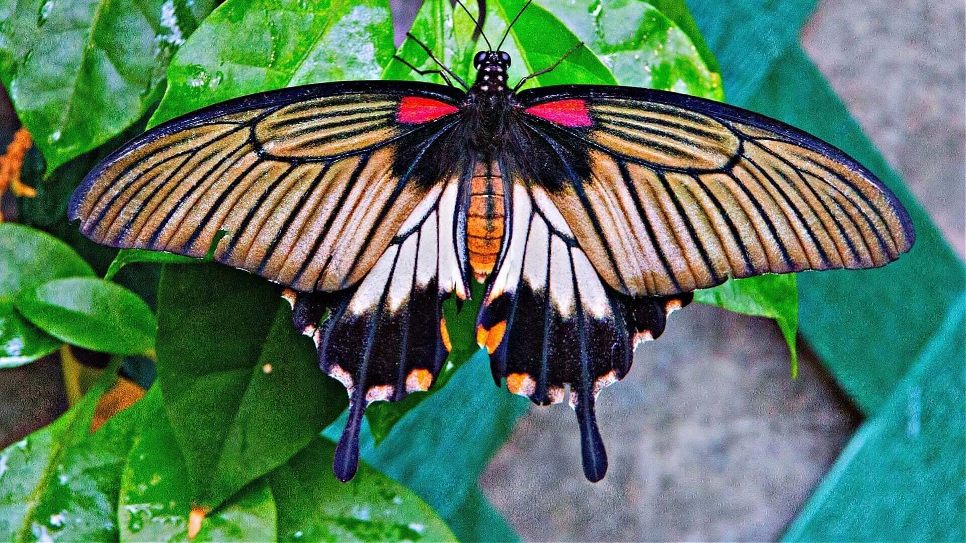 Vibrant black orange white swallowtail butterfly on green leaf in butterfly oasis