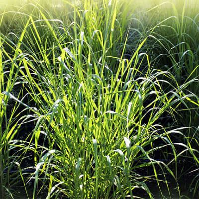 Lush exotic switchgrass blades swaying in golden sunlight