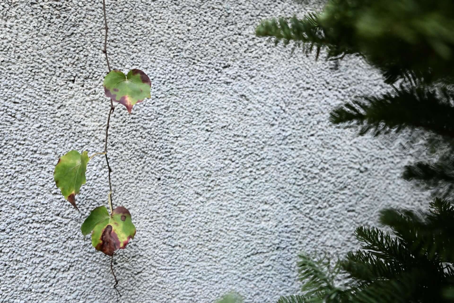 Delicate heart-shaped vine with green and reddish-purple leaves climbing textured gray wall in perennial living art.