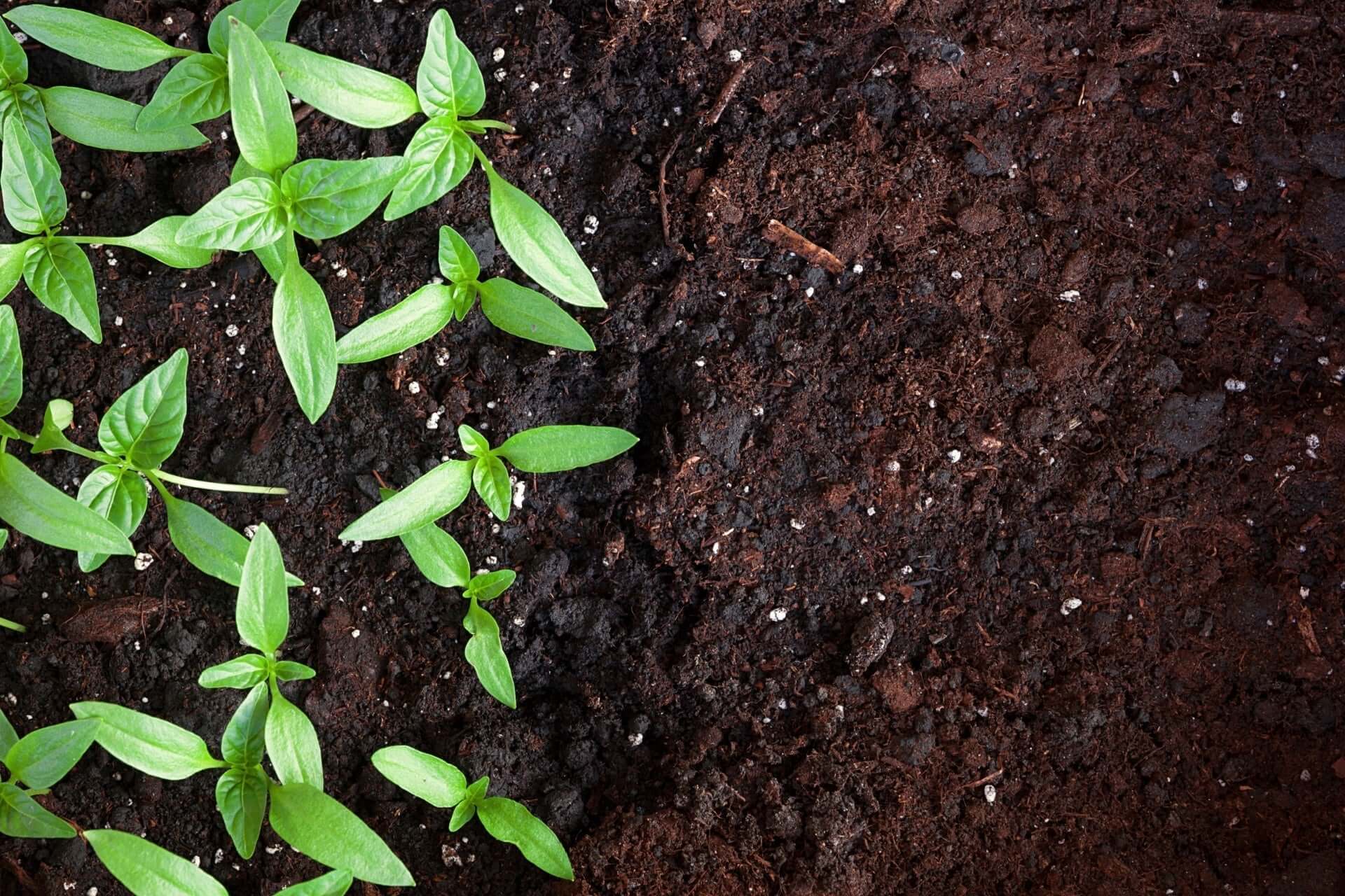 Fresh green basil seedlings sprouting from rich dark soil
