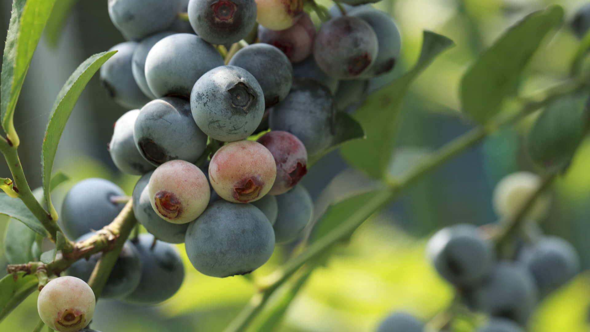 Rabbiteye blueberries with dusty blue skin and pink blush on green foliage