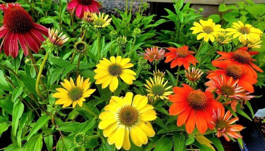 Vibrant warm-season coneflowers in red, yellow, orange with green foliage