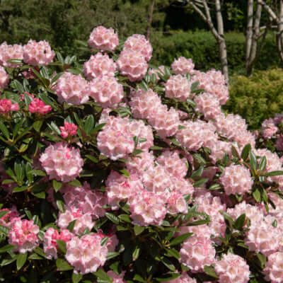 Lush pink rhododendron bush adds vibrant color to landscape