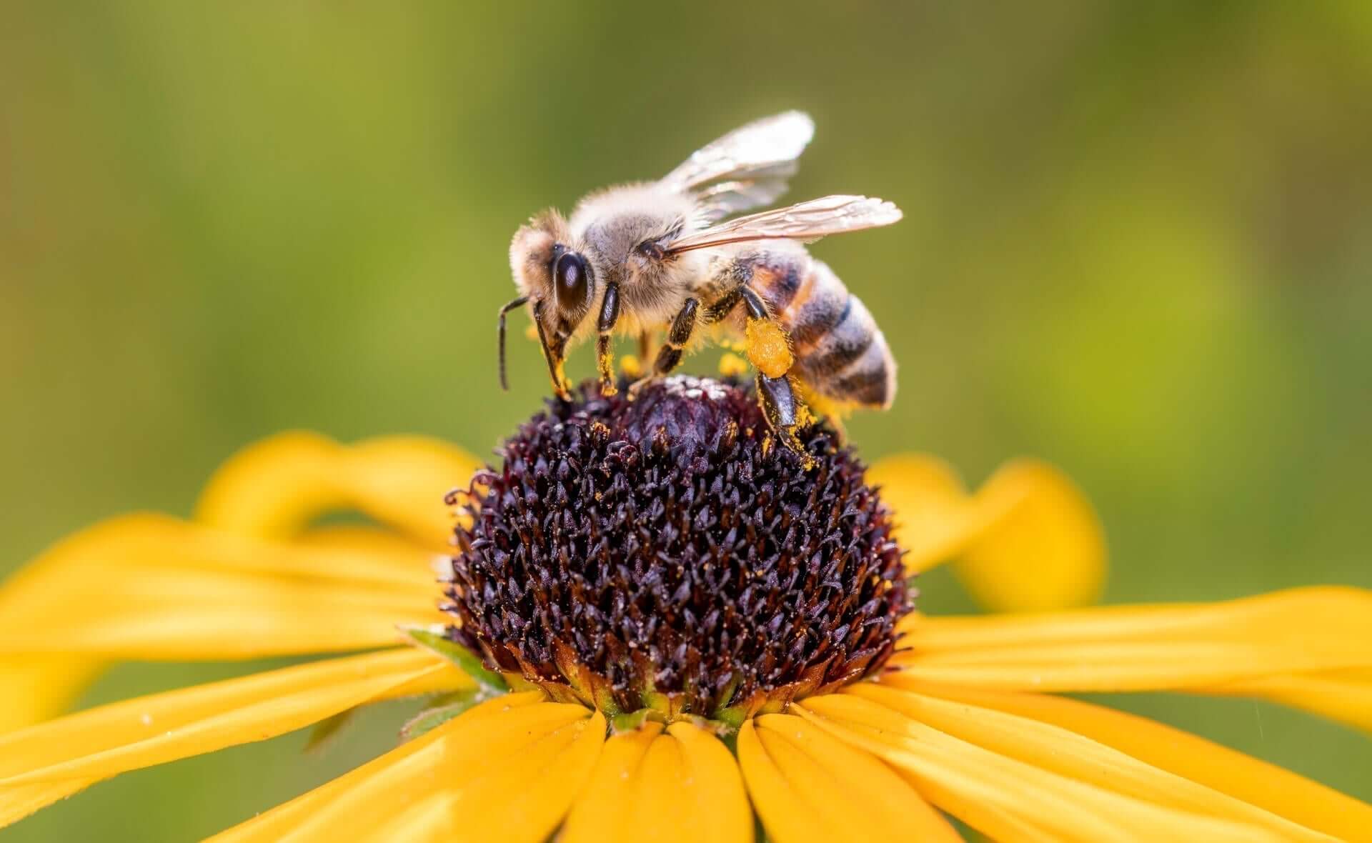 Honeybee with fuzzy gray black stripes on yellow flower center in garden