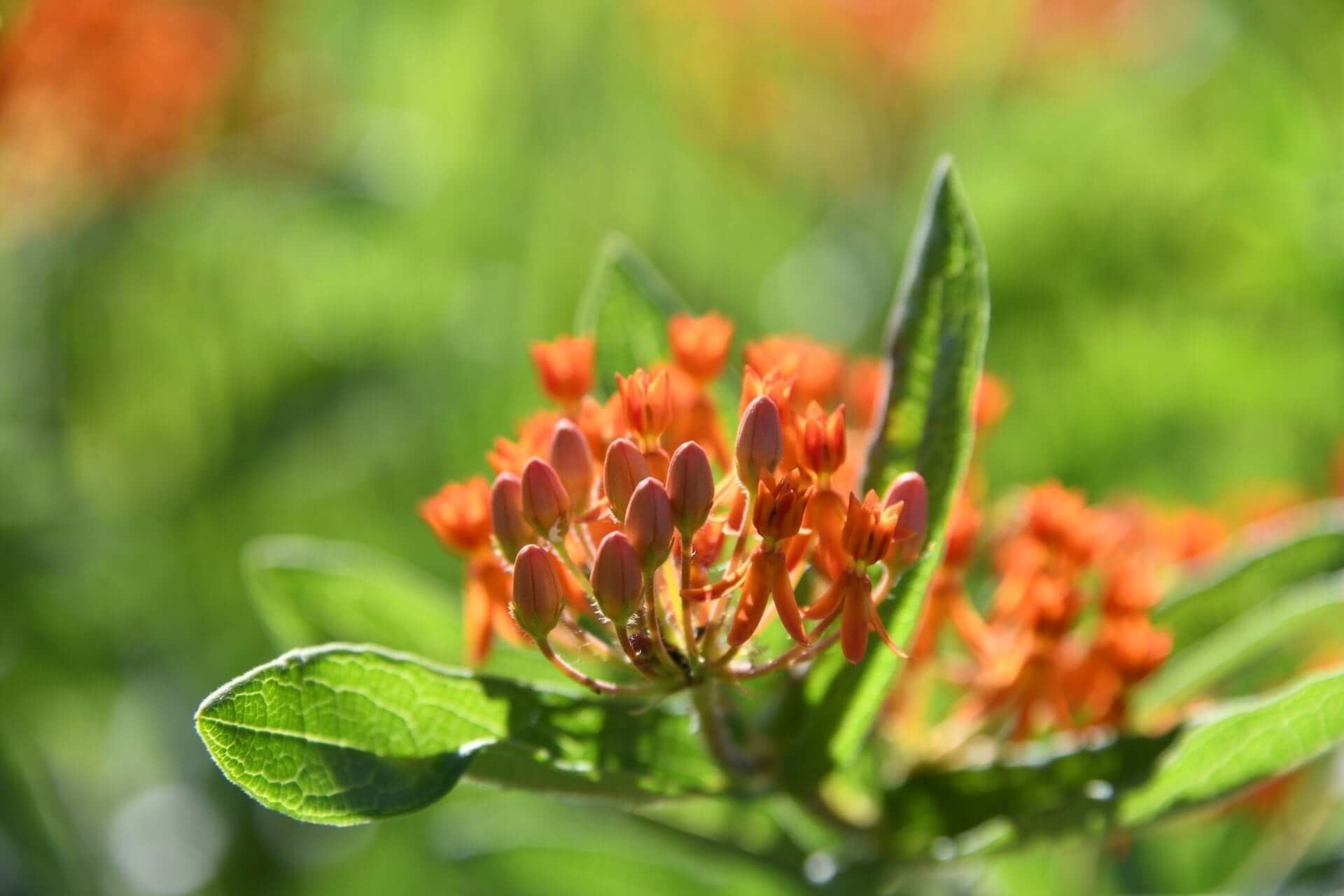 Vibrant butterfly weed orange milkweed flowers with green leaves in garden