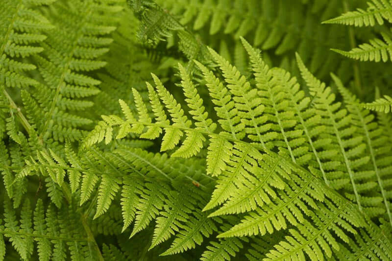 Lush green fern fronds in native plant landscaping