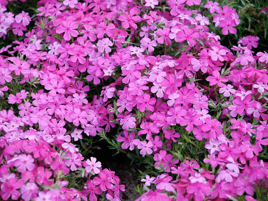 Vibrant pink creeping phlox flowers with five-petaled blooms and green foliage