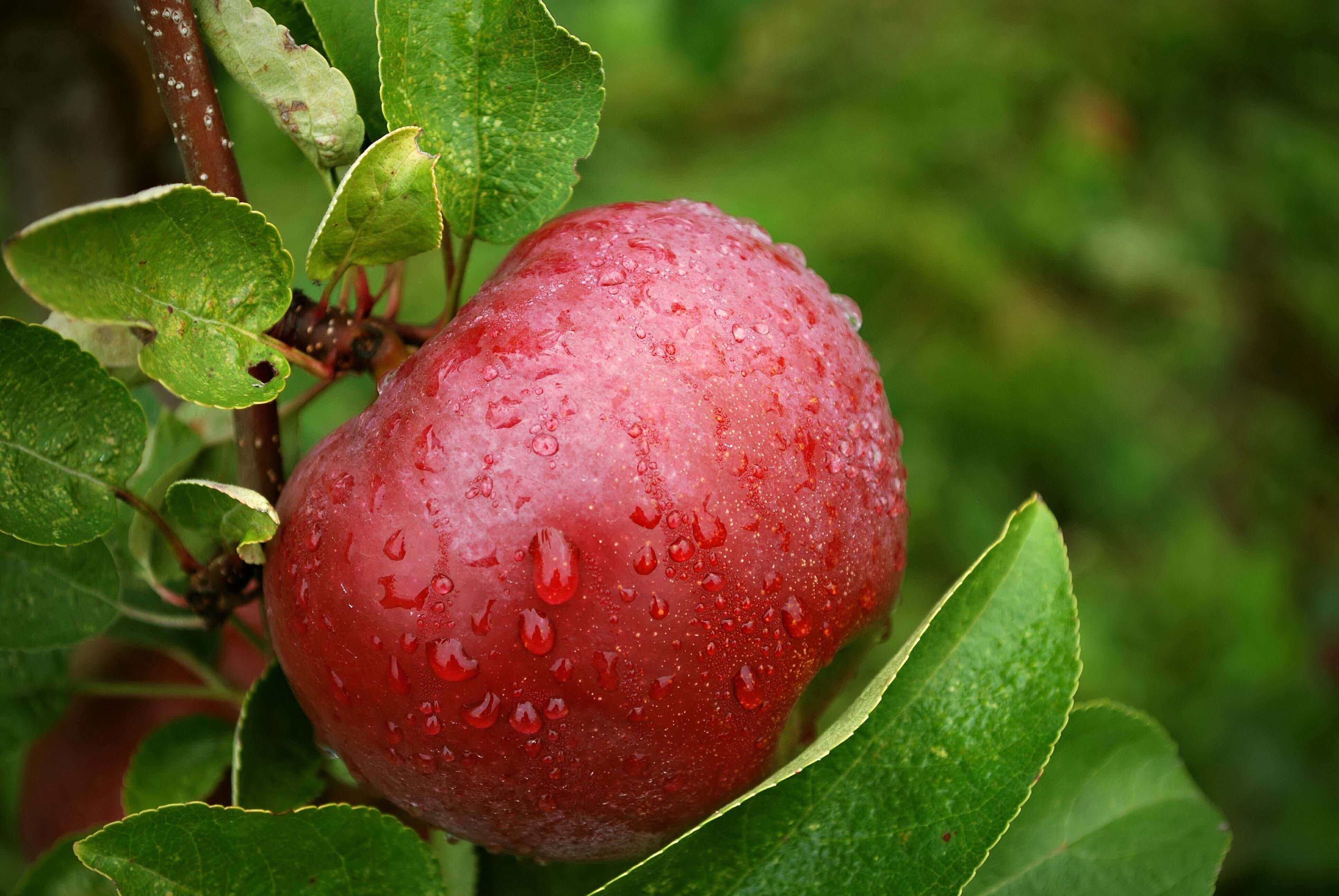 Glossy red apple with water droplets on vibrant green leaves from fruiting tree