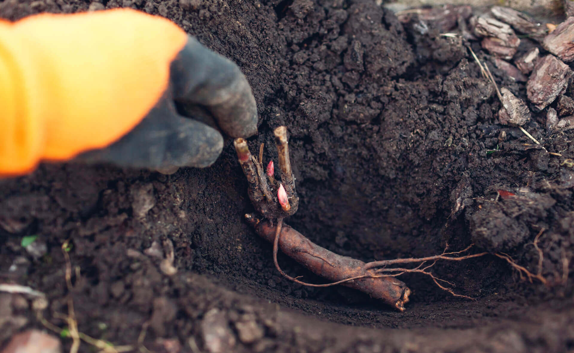 Hand in orange black glove holds fall-dug ginseng root with pink buds.