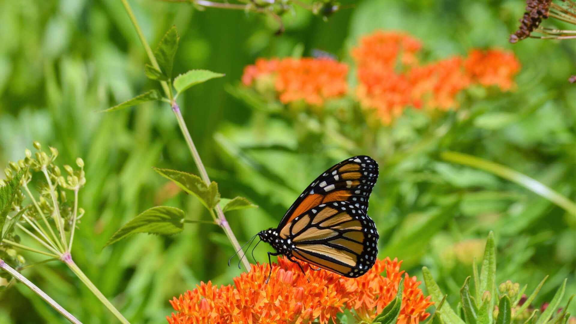 Tennessee DOT monarch butterfly on orange flowers