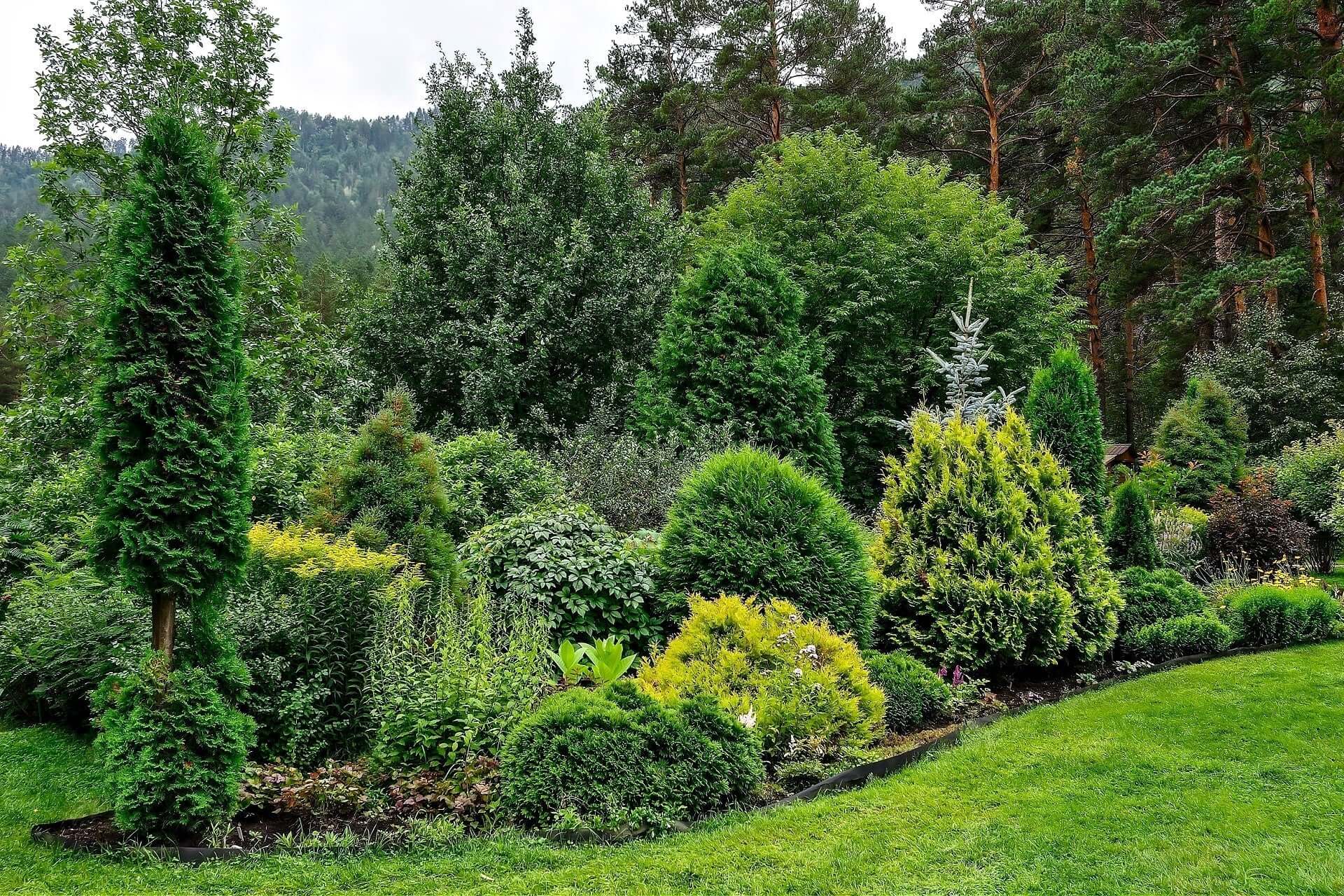 Lush green coniferous shrubs and trees in timeless evergreen landscaped garden
